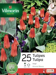 Tulipe Oriental Beauty (x25)